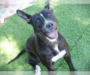 American Pit Bull Terrier Dogs for adoption in Tallahassee, FL, USA