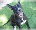 Small American Pit Bull Terrier
