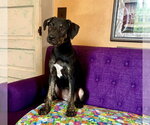 Small Labrador Retriever Mix