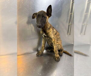 Dutch Shepherd -Unknown Mix Dogs for adoption in Imlay City, MI, USA