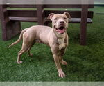 Small #1 American Pit Bull Terrier