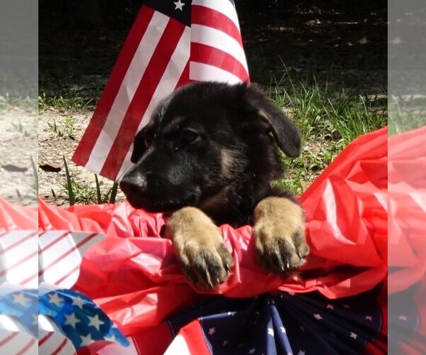 Medium Photo #4 German Shepherd Dog Puppy For Sale in JACKSONVILLE, FL, USA