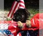 Small #3 German Shepherd Dog