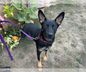 German Shepherd Dog-Unknown Mix Dogs for adoption in McKinleyville, CA, USA