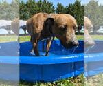 Small #2 American Pit Bull Terrier Mix
