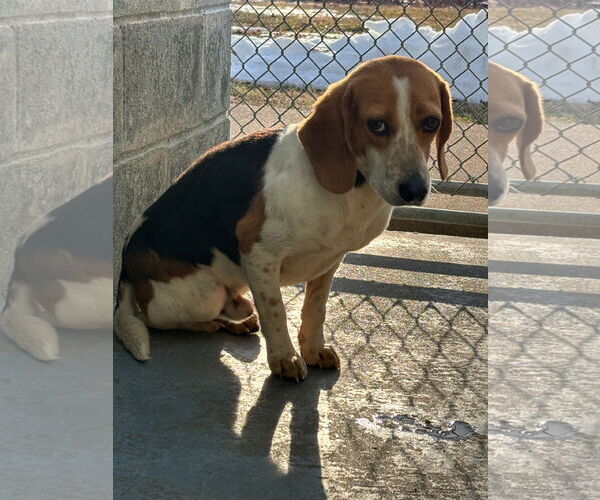 Medium Photo #3 Mutt Puppy For Sale in Rustburg, VA, USA