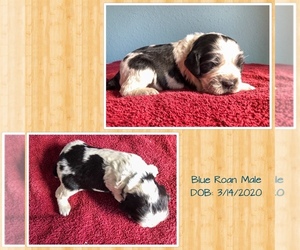 English Springer Spaniel Puppy for sale in CORPUS CHRISTI, TX, USA