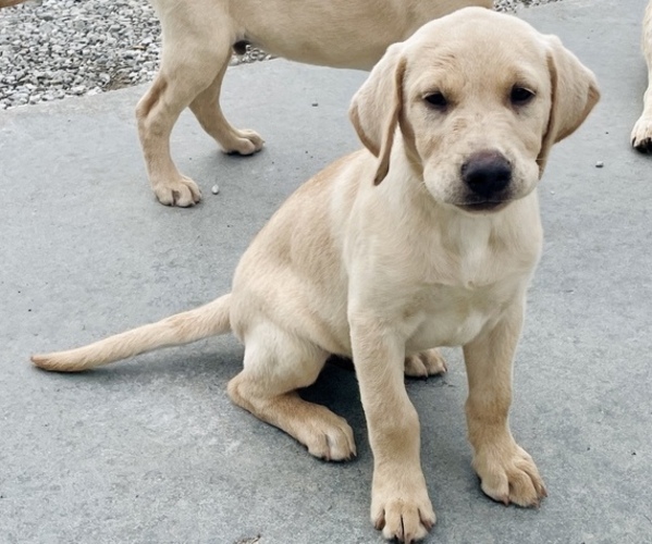 Medium Photo #1 Labrador Retriever Puppy For Sale in MORRILL, KS, USA
