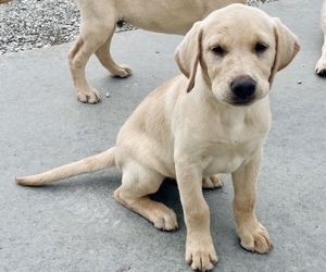 Medium Labrador Retriever