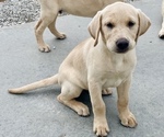 Puppy Green collar Labrador Retriever