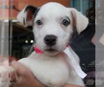 Small #2 Mutt