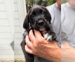 Small #3 Labrador Retriever