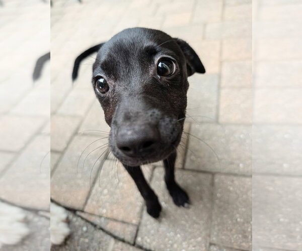 Medium Photo #6 Chihuahua-Labrador Retriever Mix Puppy For Sale in Virginia Beach, VA, USA