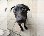 Small #5 Chihuahua-Labrador Retriever Mix