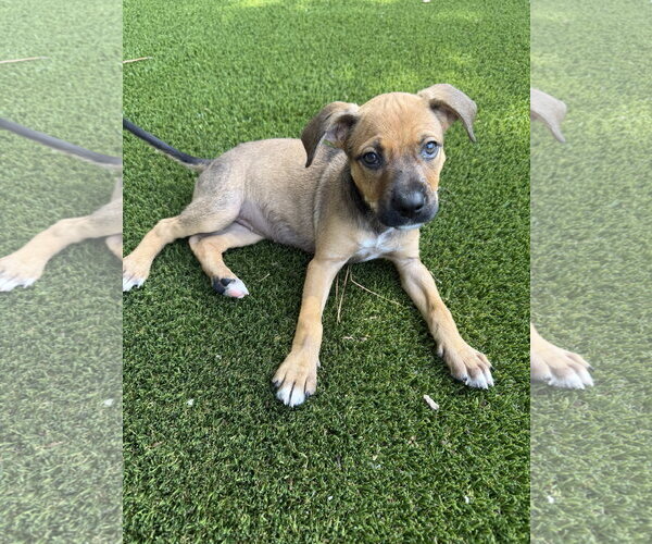 Medium Photo #2 Staffordshire Bull Terrier-Unknown Mix Puppy For Sale in The Woodlands, TX, USA