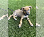Small #1 Staffordshire Bull Terrier Mix
