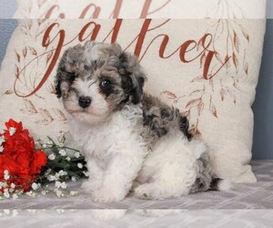 Poodle (Miniature) Puppy for sale in FREDERICKSBURG, OH, USA