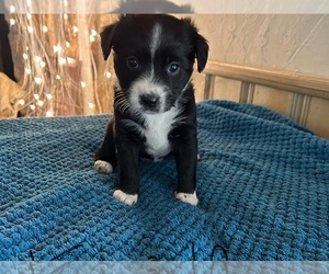 Aussie-Corgi-Border-Aussie Mix Puppy for sale in DE KALB, TX, USA
