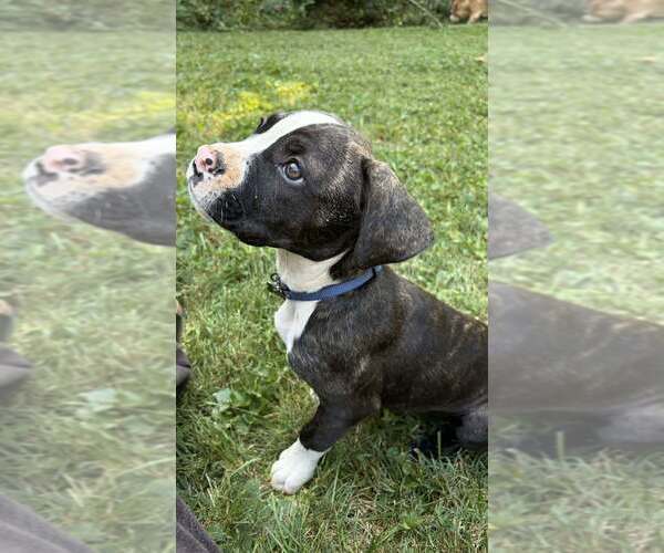 Medium Photo #1 Mutt Puppy For Sale in Candler, NC, USA