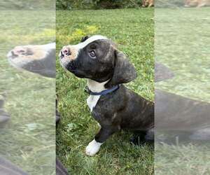 Mutt Dogs for adoption in Candler, NC, USA