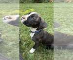 Small Mutt