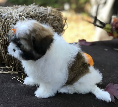 Medium Photo #7 Mal-Shi Puppy For Sale in BUFORD, GA, USA
