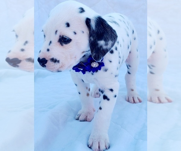 Medium Photo #7 Dalmatian Puppy For Sale in CAPE MAY COURT HOUSE, NJ, USA