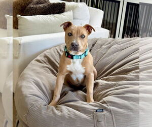 Naia - Female American Staffordshire Terrier-Unknown Mix Dog for Adoption - Photo #2