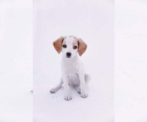 Medium Photo #2 Chihuahua-Unknown Mix Puppy For Sale in New London, WI, USA