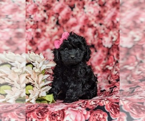 Cock-A-Poo Puppy for sale in NOTTINGHAM, PA, USA