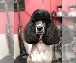 Mother of the Poodle (Standard) puppies born on 04/23/2025