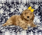 Small Photo #6 Cockapoo Puppy For Sale in LAKELAND, FL, USA