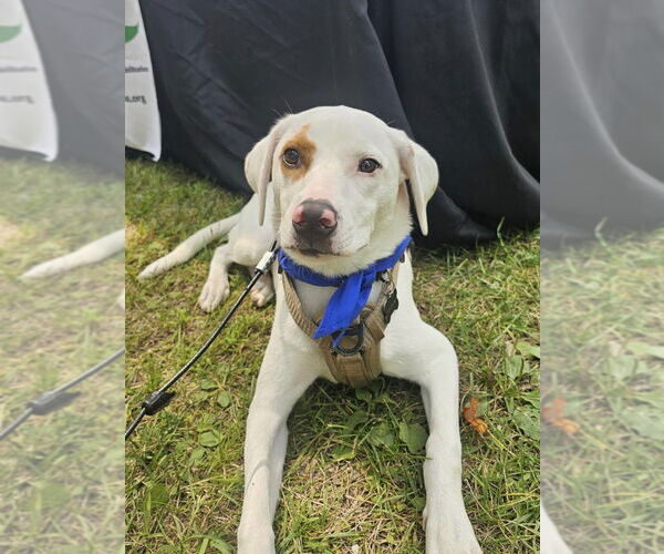 Medium Photo #5 Lab-Pointer Puppy For Sale in Brewster, NY, USA