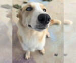 Small #5 Labrador Retriever-Plott Hound Mix