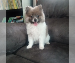 Pomeranian Puppy for sale in BROOKVILLE, OH, USA
