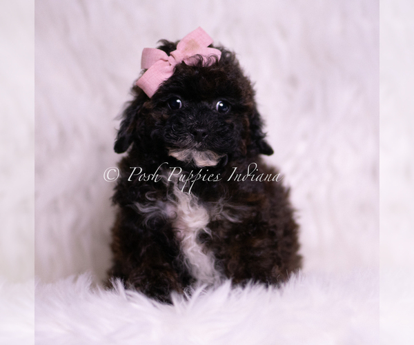 Medium Photo #3 Poodle (Toy) Puppy For Sale in WARSAW, IN, USA