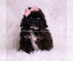 Small Photo #3 Poodle (Toy) Puppy For Sale in WARSAW, IN, USA