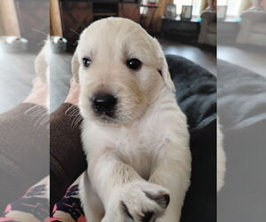 English Cream Golden Retriever-Labrador Retriever Mix Puppy for sale in DONALSONVILLE, GA, USA
