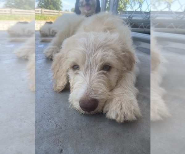 Medium Photo #2 Labradoodle Puppy For Sale in WALSTONBURG, NC, USA