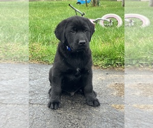 Labsky Puppy for sale in CANFIELD, OH, USA