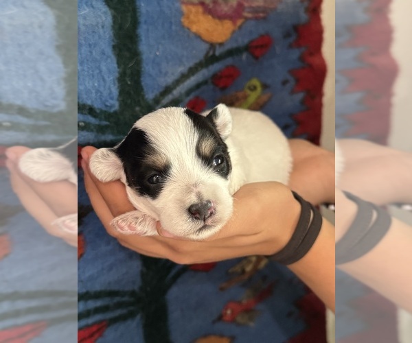 Medium Photo #2 Pembroke Welsh Corgi-Poodle (Miniature) Mix Puppy For Sale in LONGMONT, CO, USA