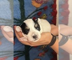 Small #1 Pembroke Welsh Corgi-Poodle (Miniature) Mix