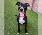 Small American Pit Bull Terrier-Labrador Retriever Mix