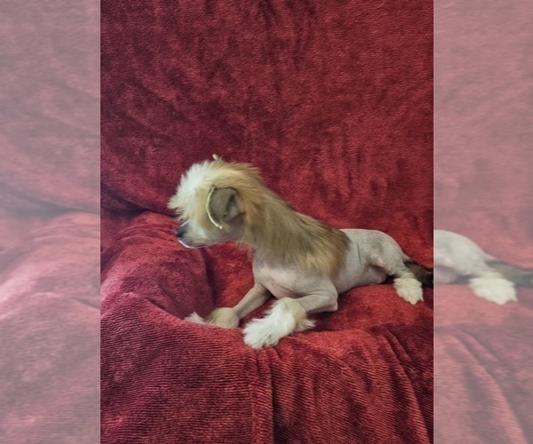 Medium Photo #5 Chinese Crested Puppy For Sale in LAKELAND, FL, USA