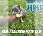 Small #2 American Bully