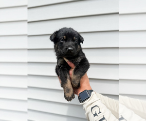 German Shepherd Dog Litter for sale in HUDSONVILLE, MI, USA