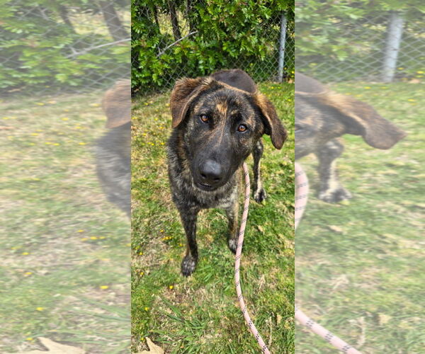 Medium Photo #4 Dutch Shepherd -Labrador Retriever Mix Puppy For Sale in Newport Beach, CA, USA