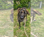 Small #3 Dutch Shepherd -Labrador Retriever Mix