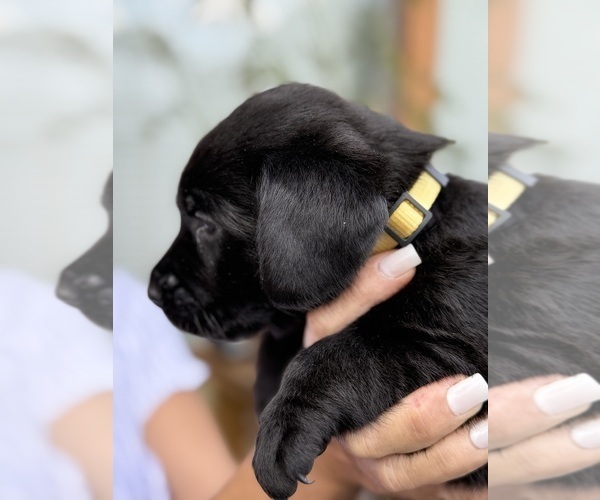 Medium Photo #17 Labrador Retriever Puppy For Sale in ELIZABETH, WV, USA