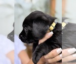 Small #16 Labrador Retriever